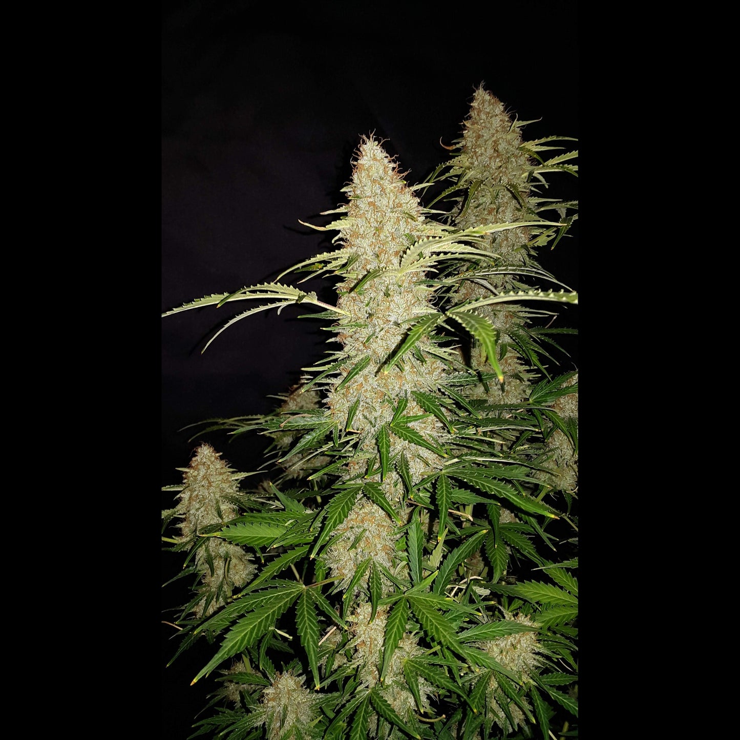 Jack Herer Auto