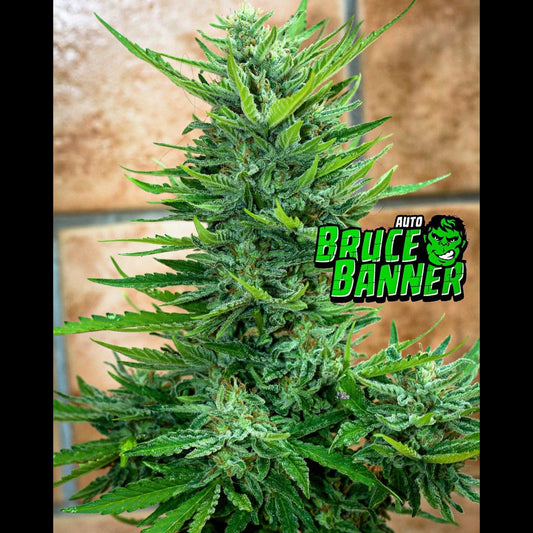 Bruce Banner Auto