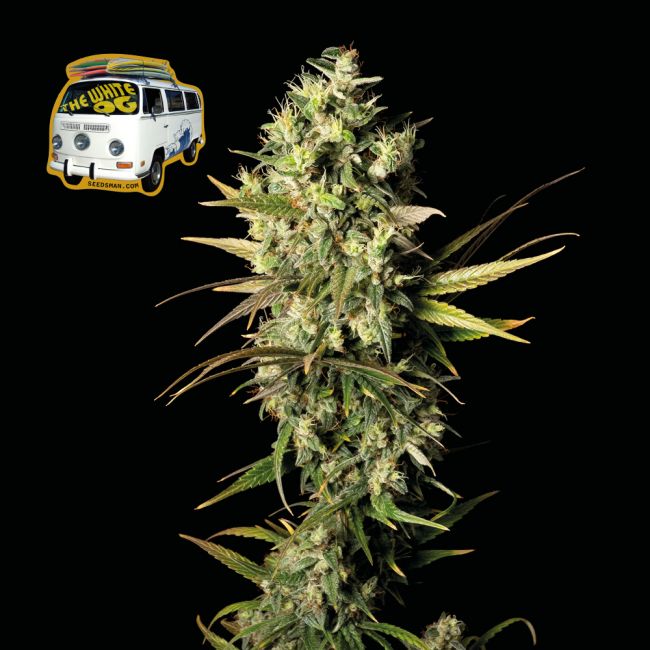 The White OG