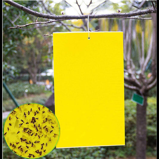 Yellow sticky plates