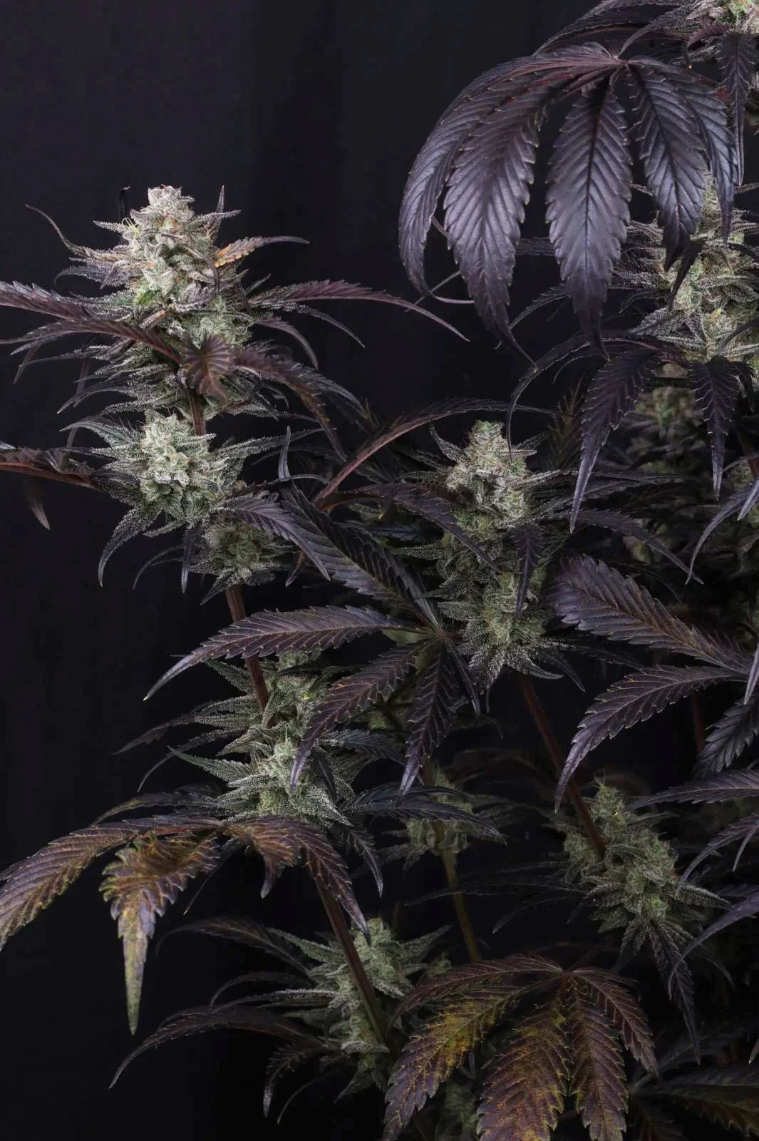 Strawberry Gorilla Auto RF3