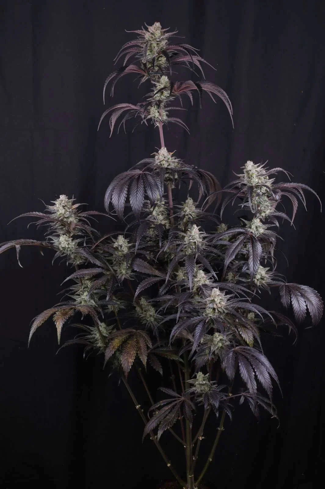 Strawberry Gorilla Auto RF3