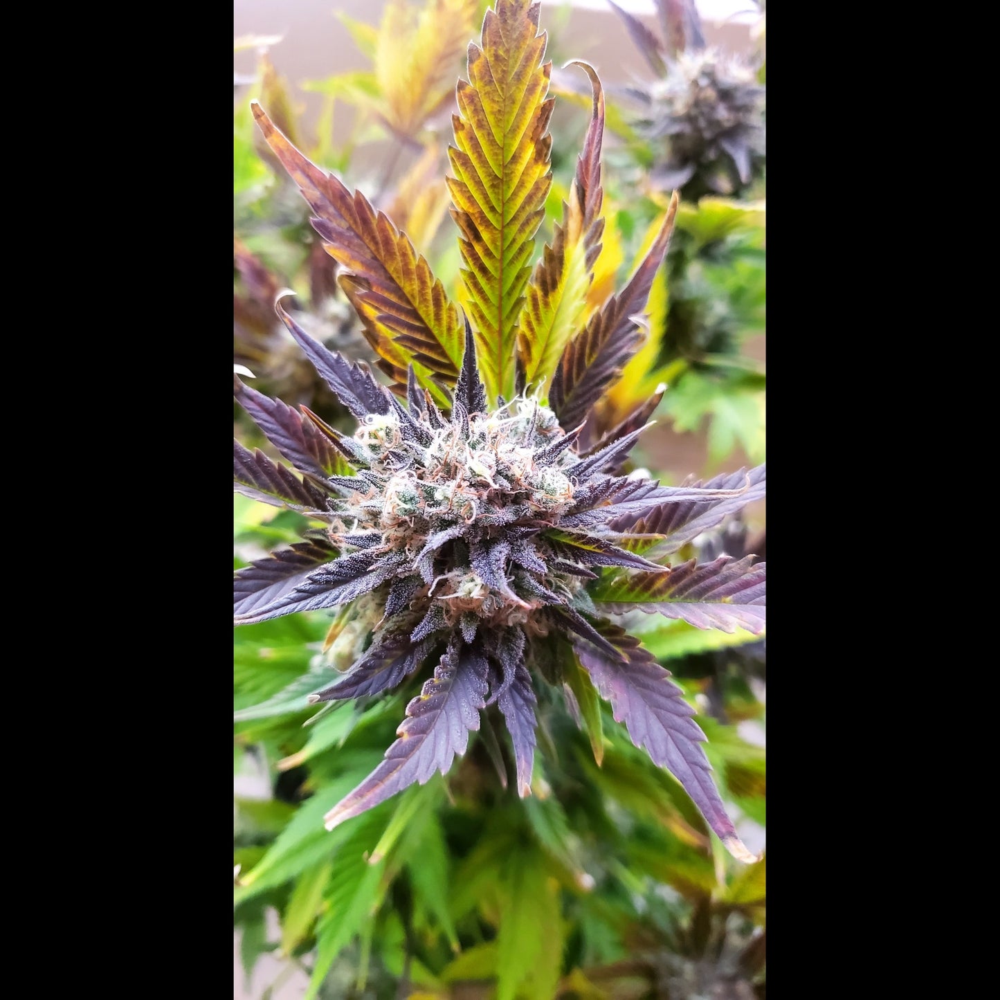 West Coast O.G. Auto