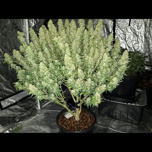 Girl Scout Cookies Auto