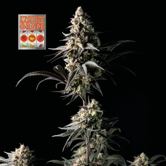 Strawberry Banana Grape