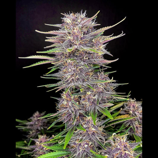 Banana Purple Punch Auto