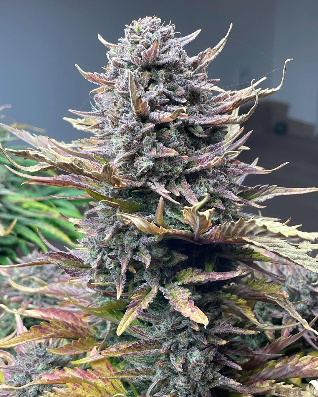 Gorilla Cookies Auto