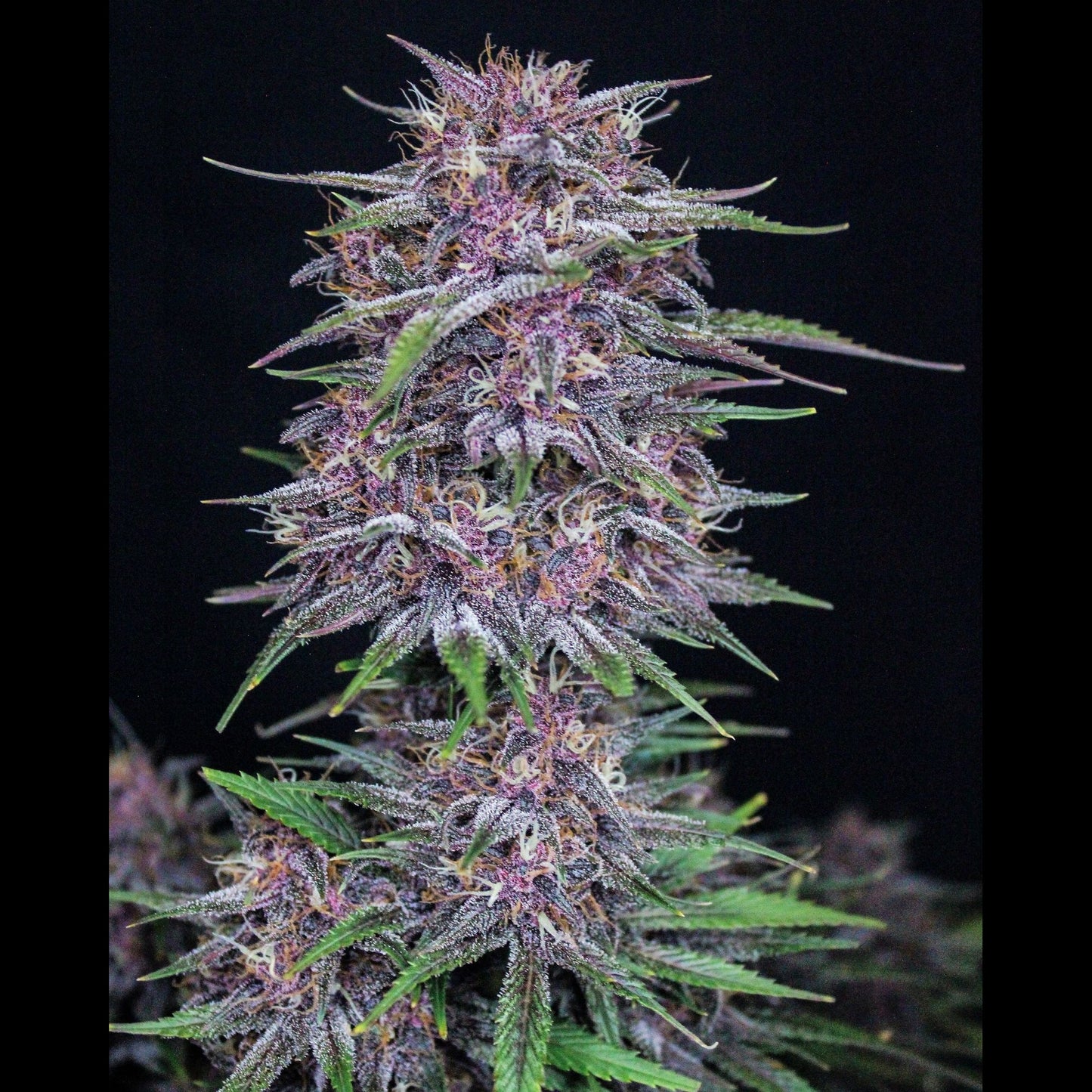 Banana Purple Punch Auto