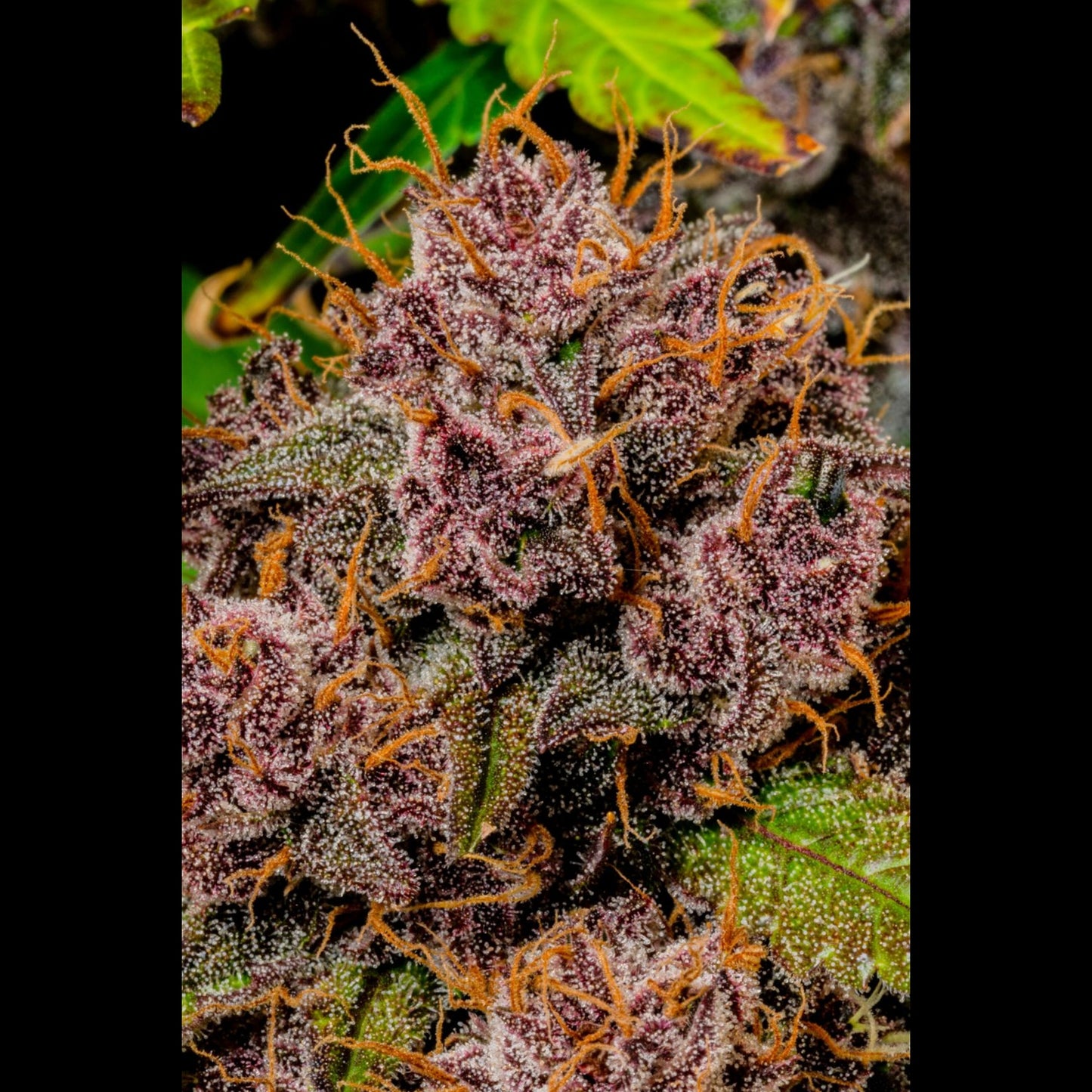 Lemon Cherry Cookies Auto