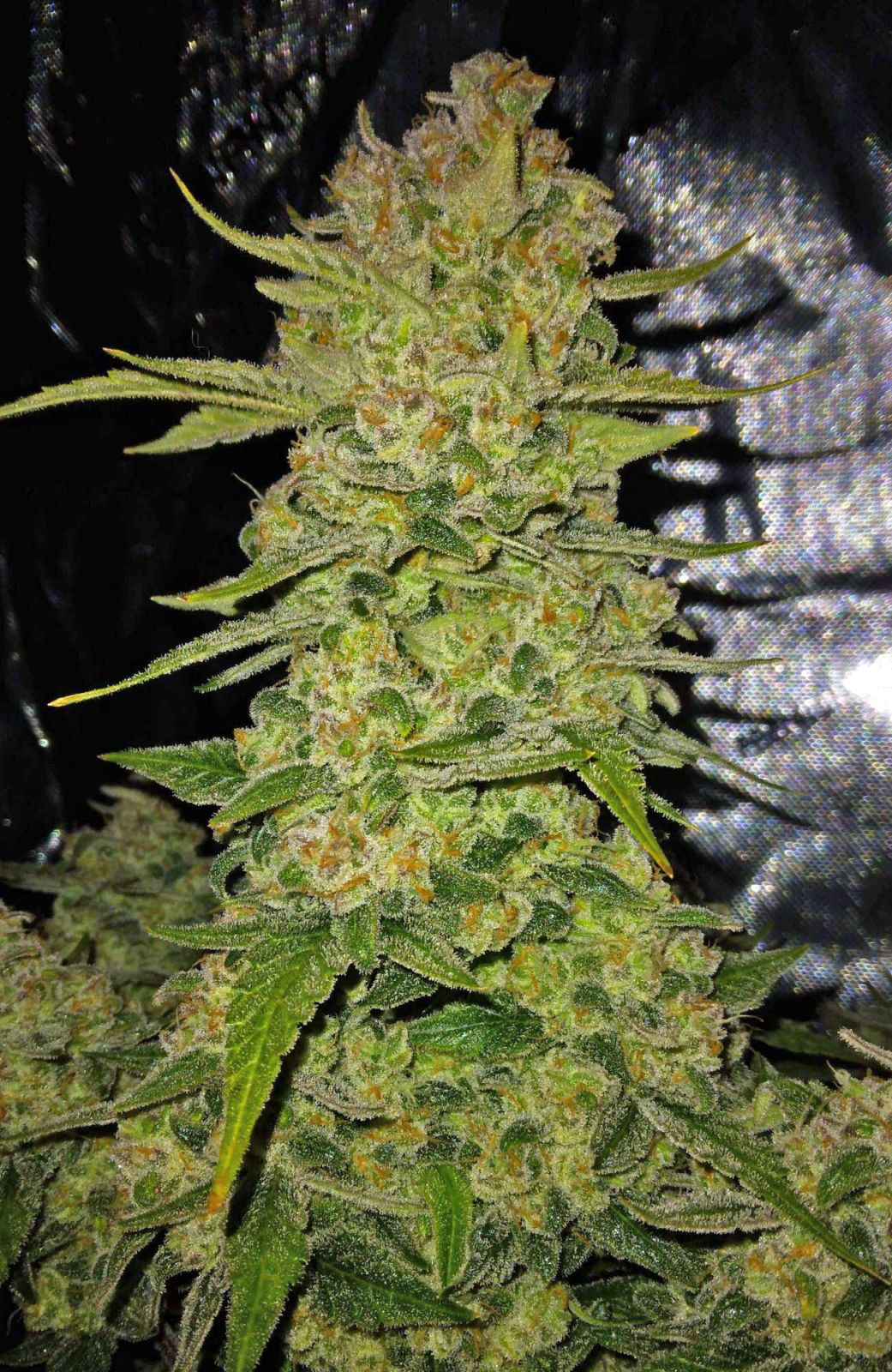 Papaya Cookies Auto