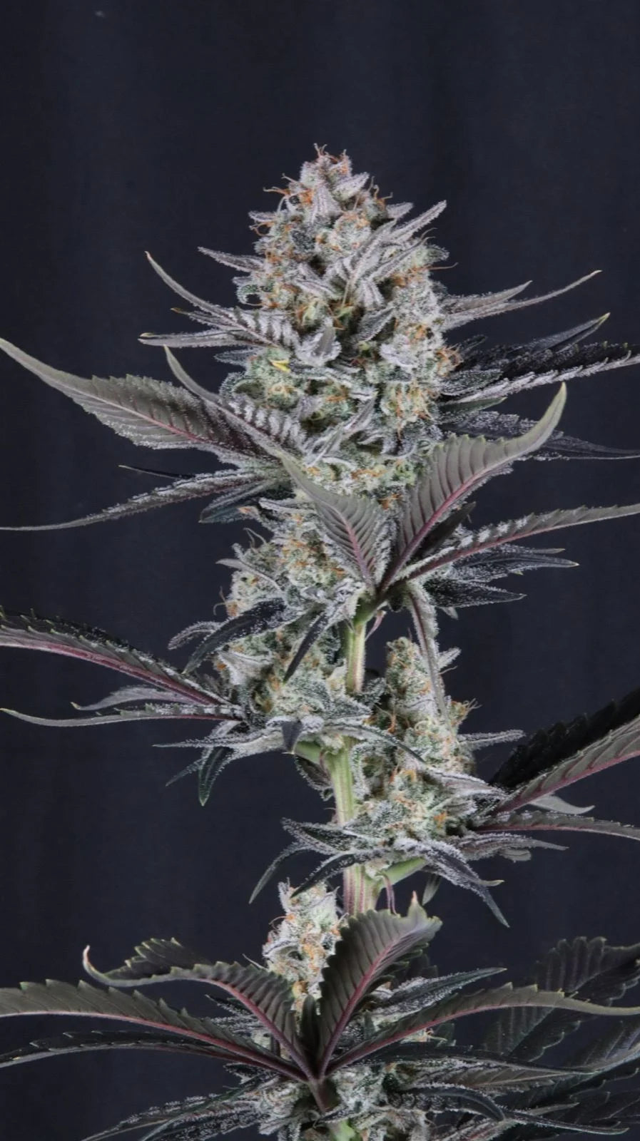 Mendo Guava Auto