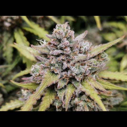 Amnesia Haze Auto