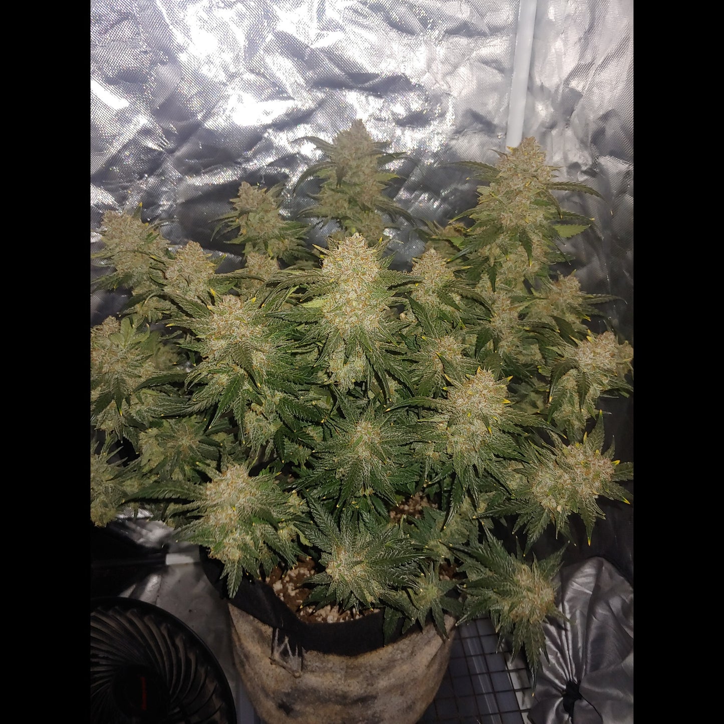 West Coast O.G. Auto