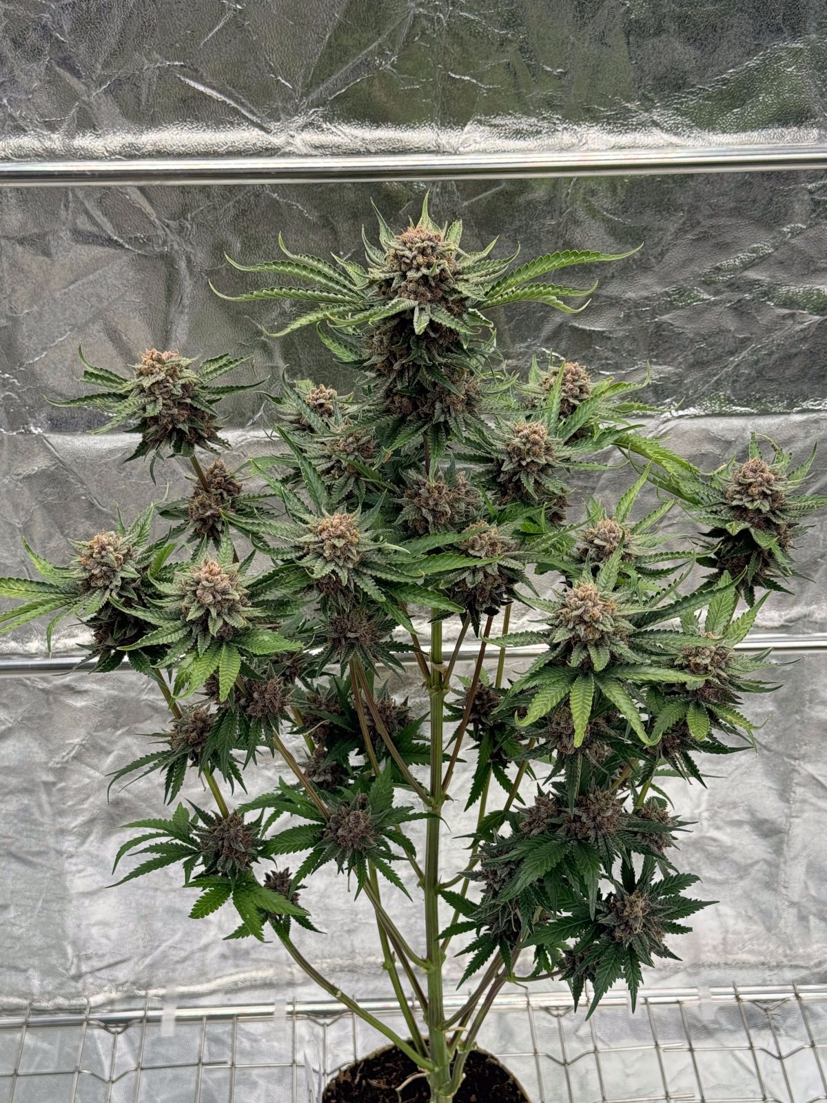 Cherry Cola Auto RF3