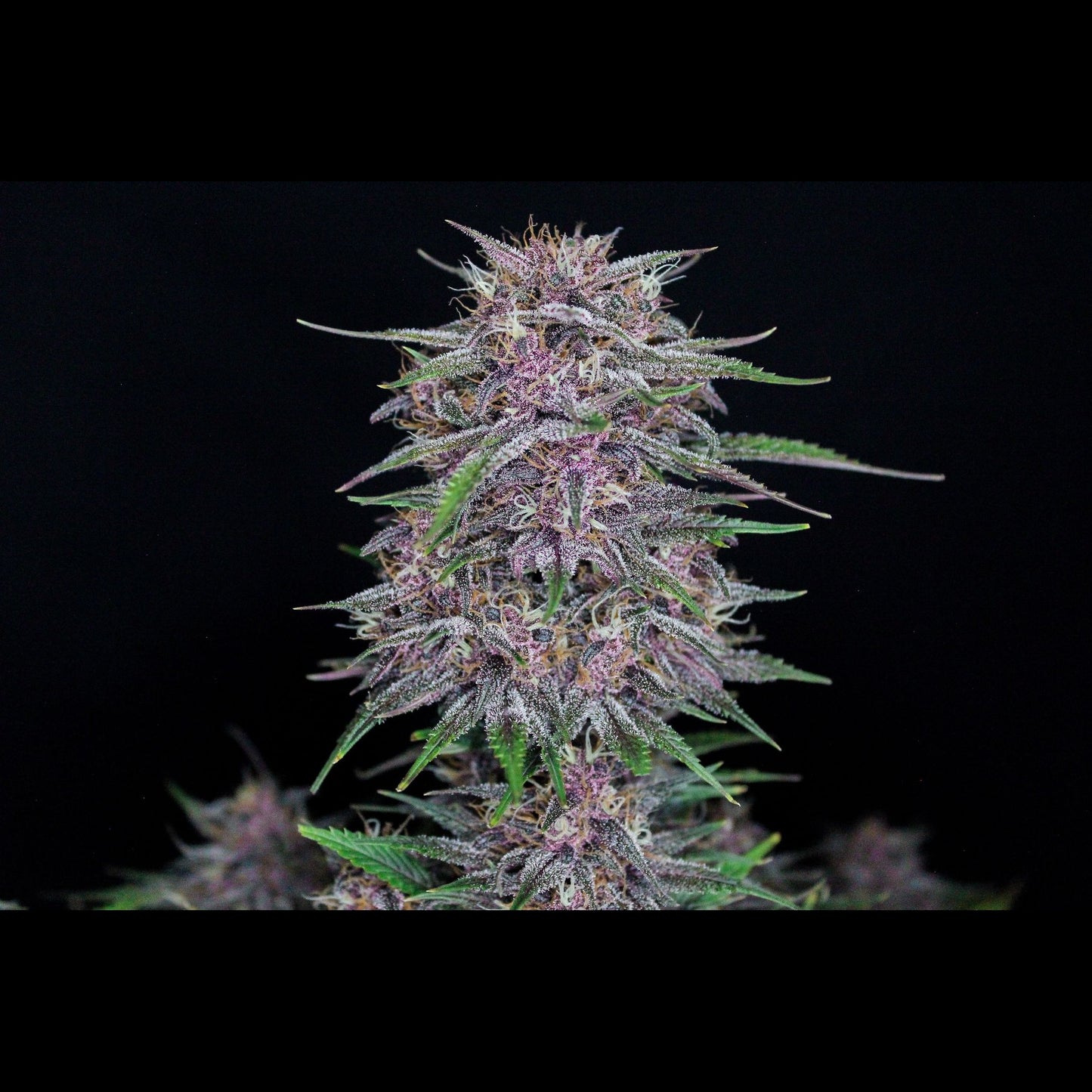 Banana Purple Punch Auto