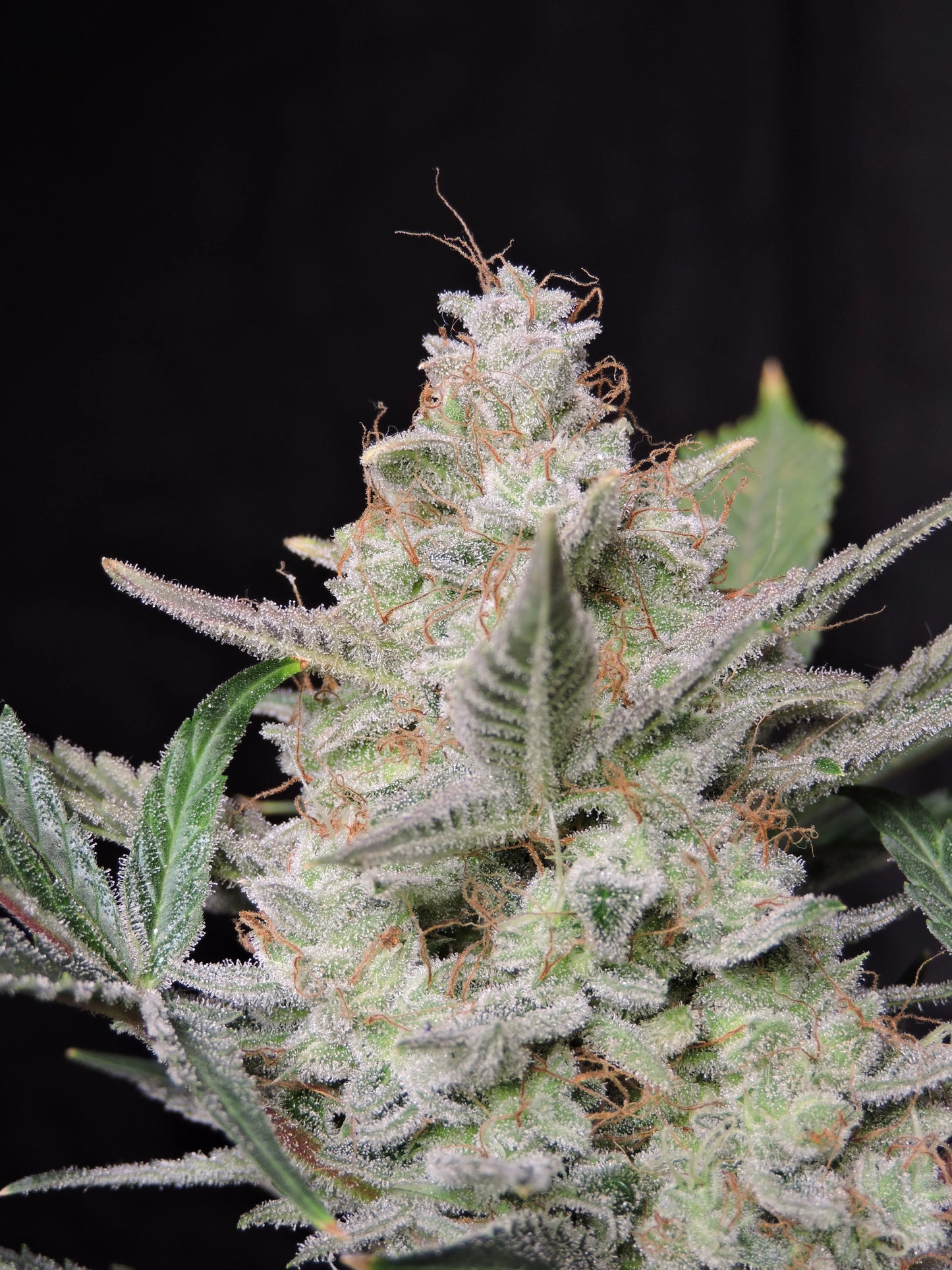 Strawberry Gorilla Auto