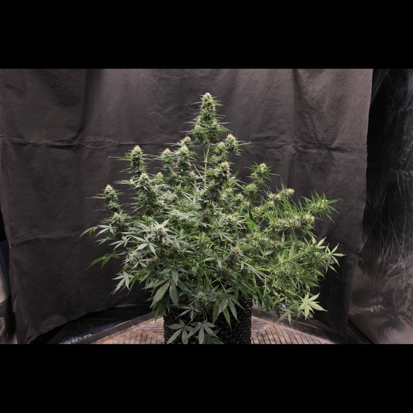 Jack Herer Auto