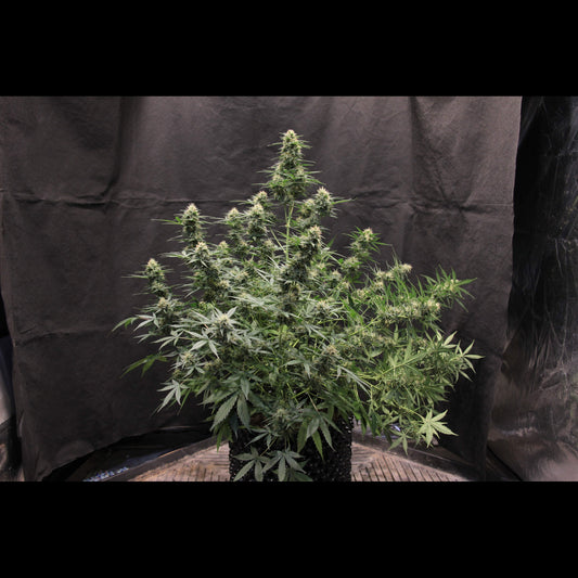 Jack Herer Auto