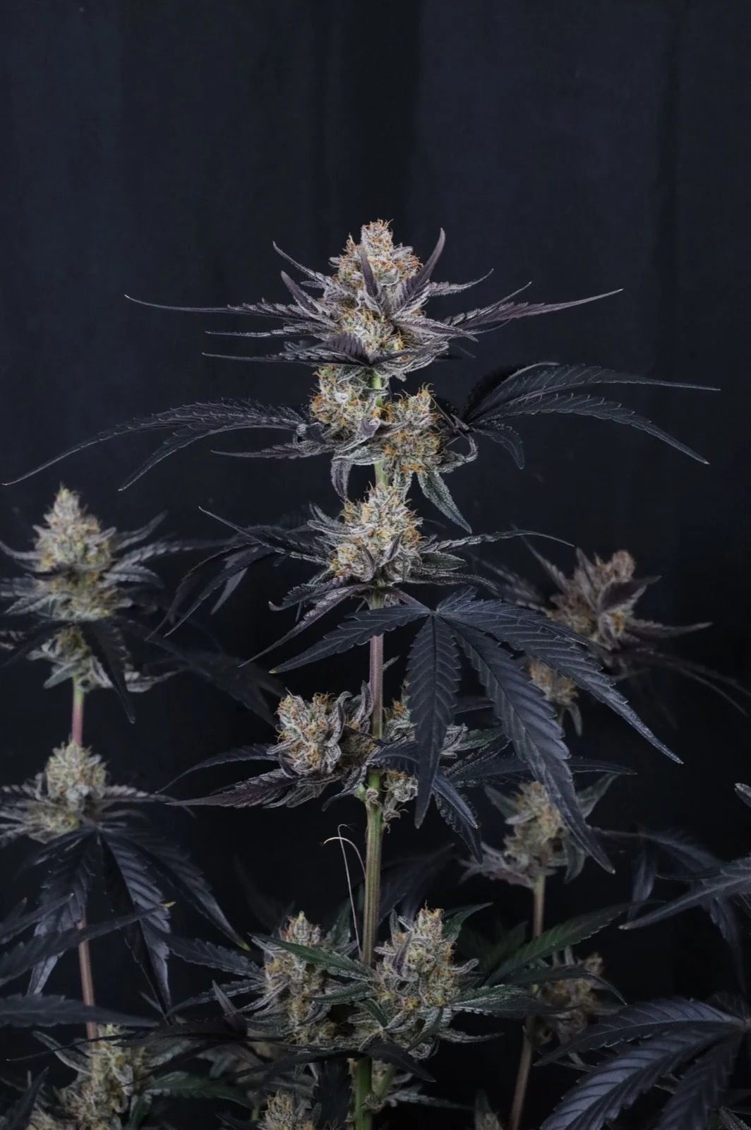 Guava Runtz Auto