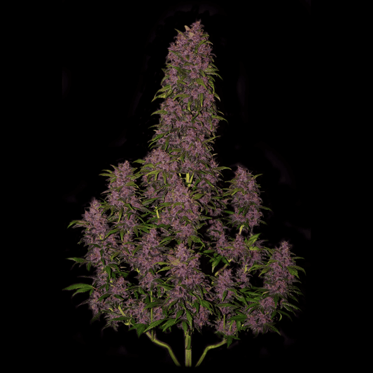 Crystal Meth Auto