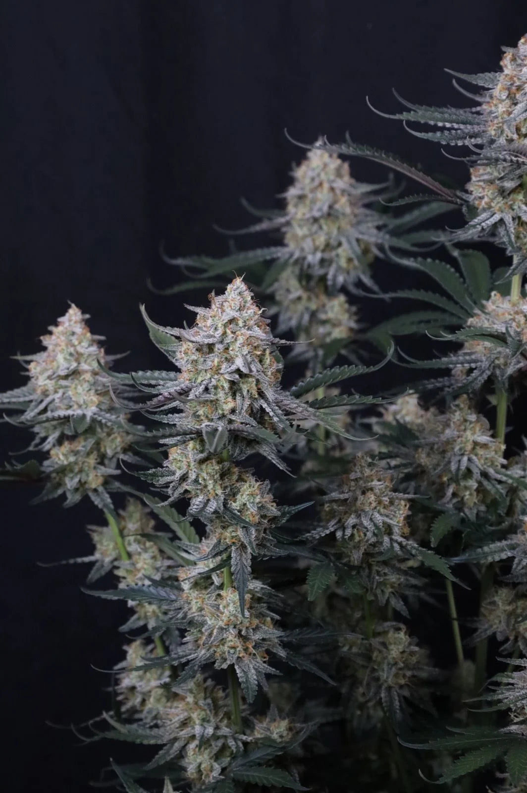 Guava Sundae Auto