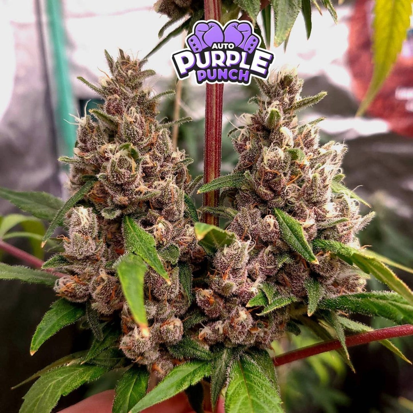 Purple Punch Auto
