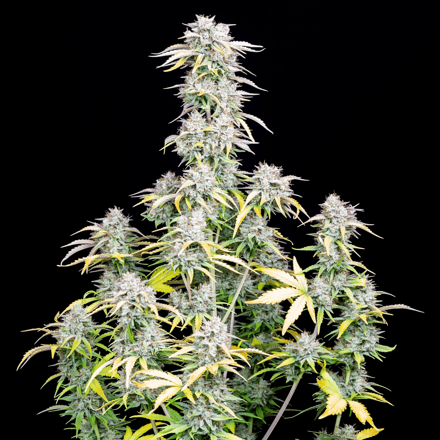 Big Bud Auto