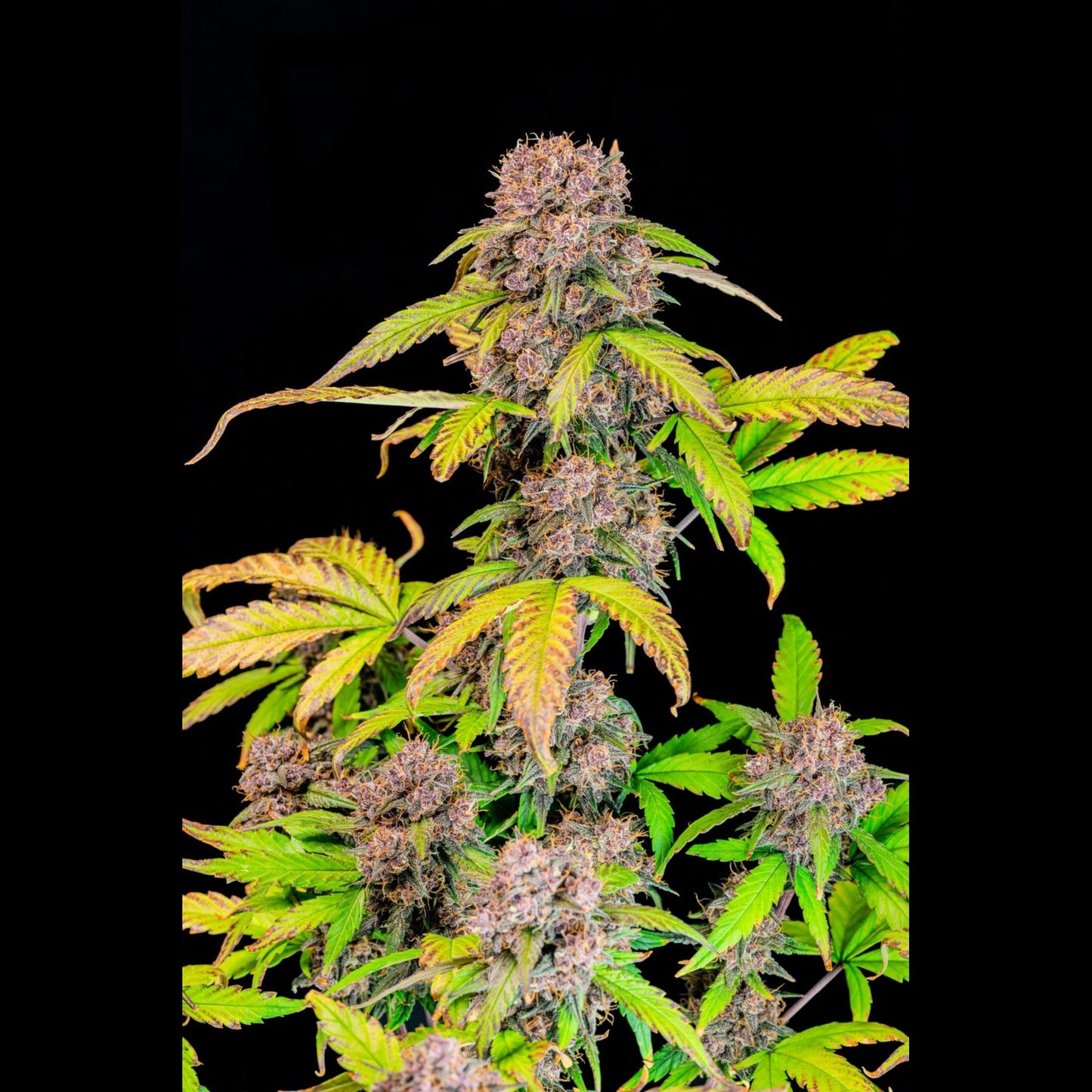 Lemon Cherry Cookies Auto