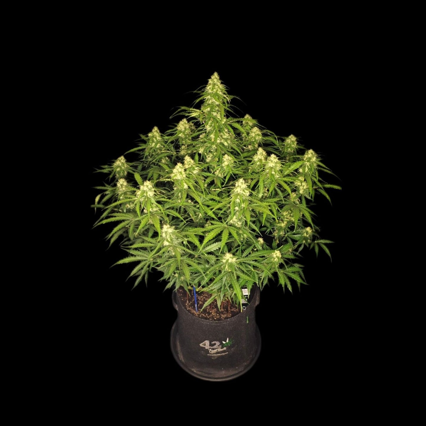 Sour Jealousy Auto
