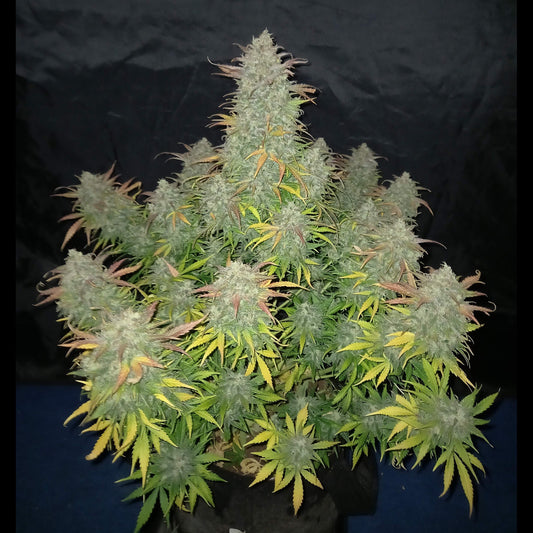 Californian Snow Auto