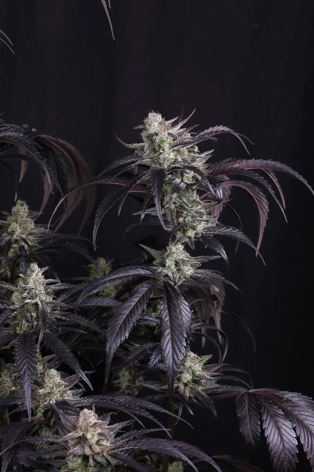 Strawberry Gorilla Auto RF3