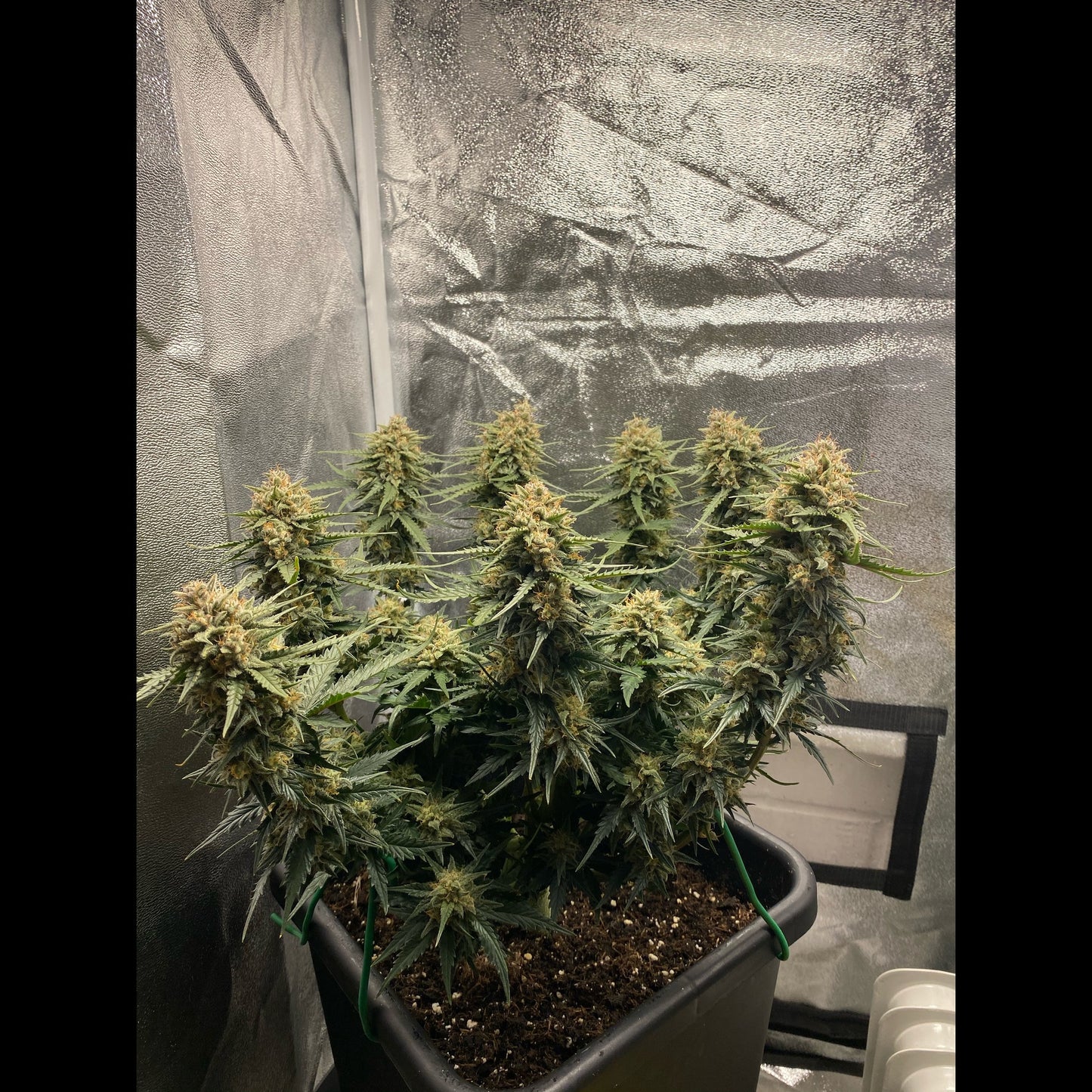Sour Diesel Auto