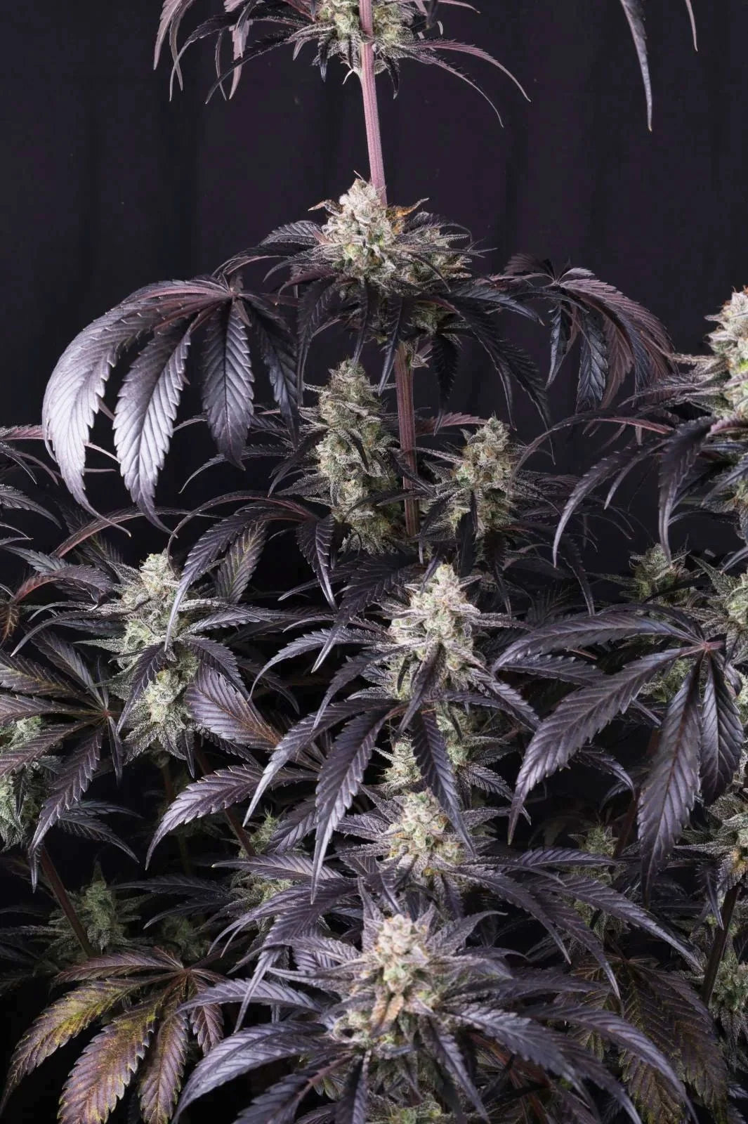 Strawberry Gorilla Auto RF3