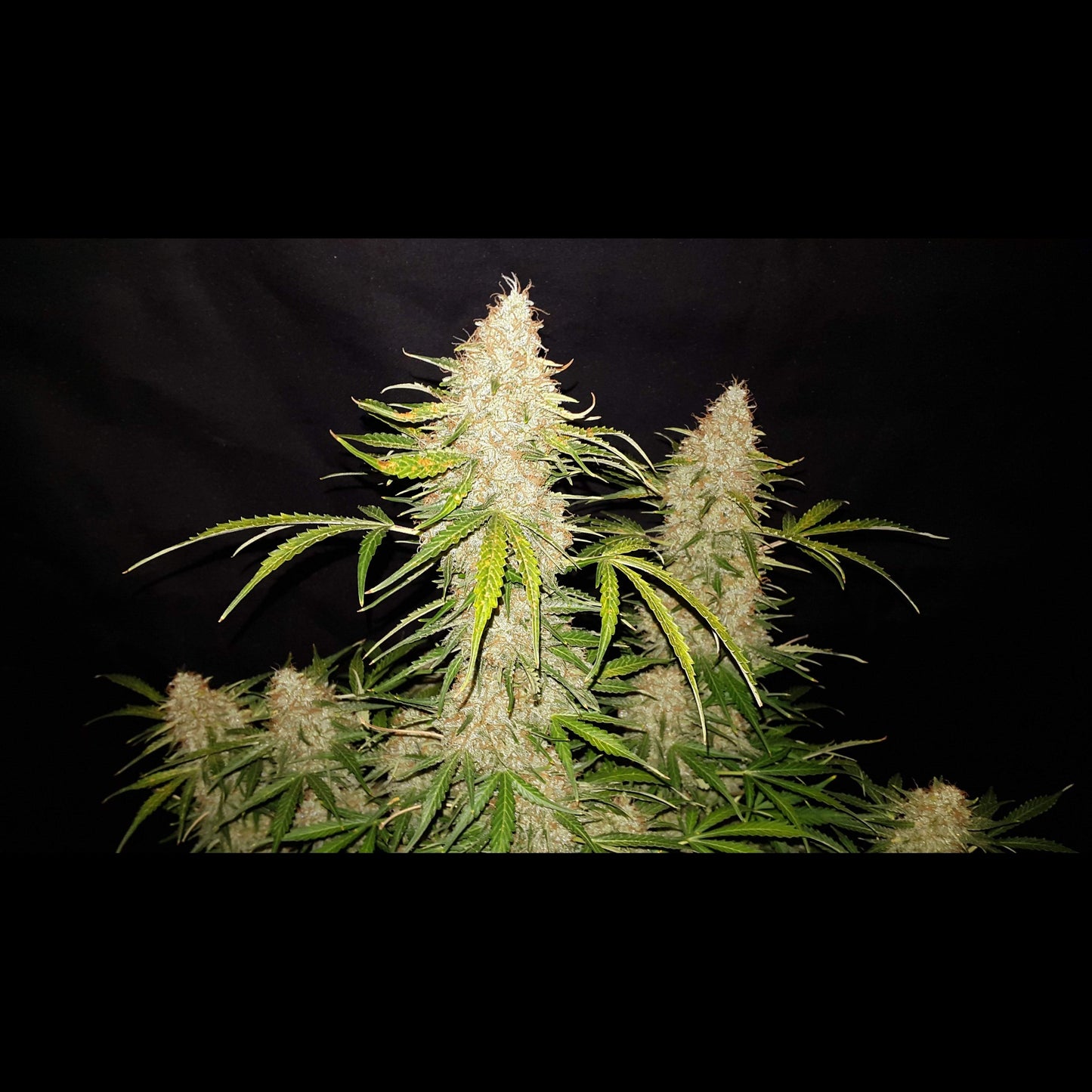 Jack Herer Auto