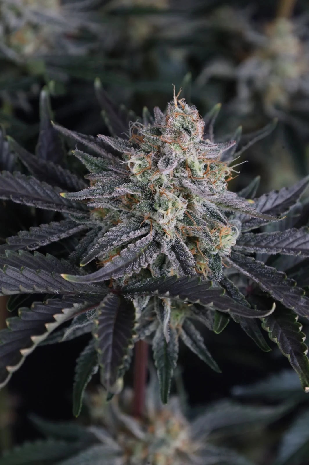 Mendo Frost Auto