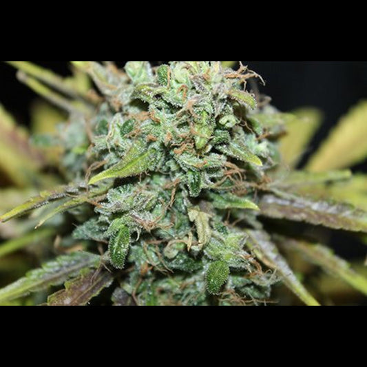 Amnesia Auto