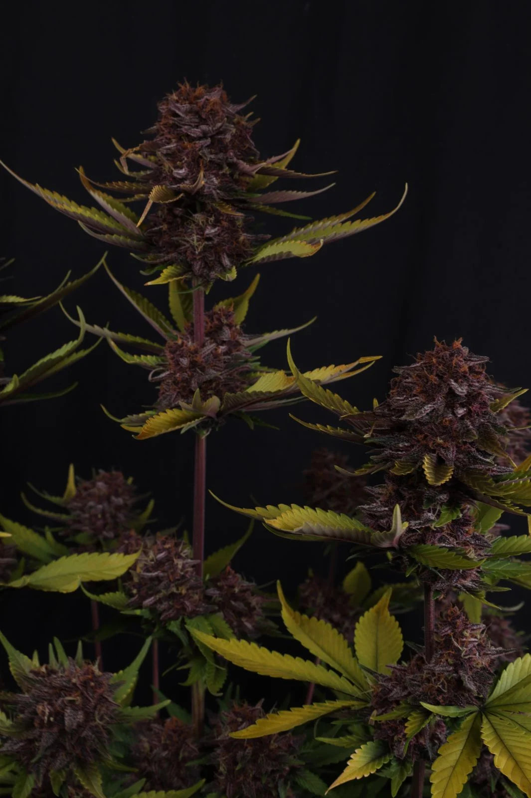 Purple Lemonade Auto RF3