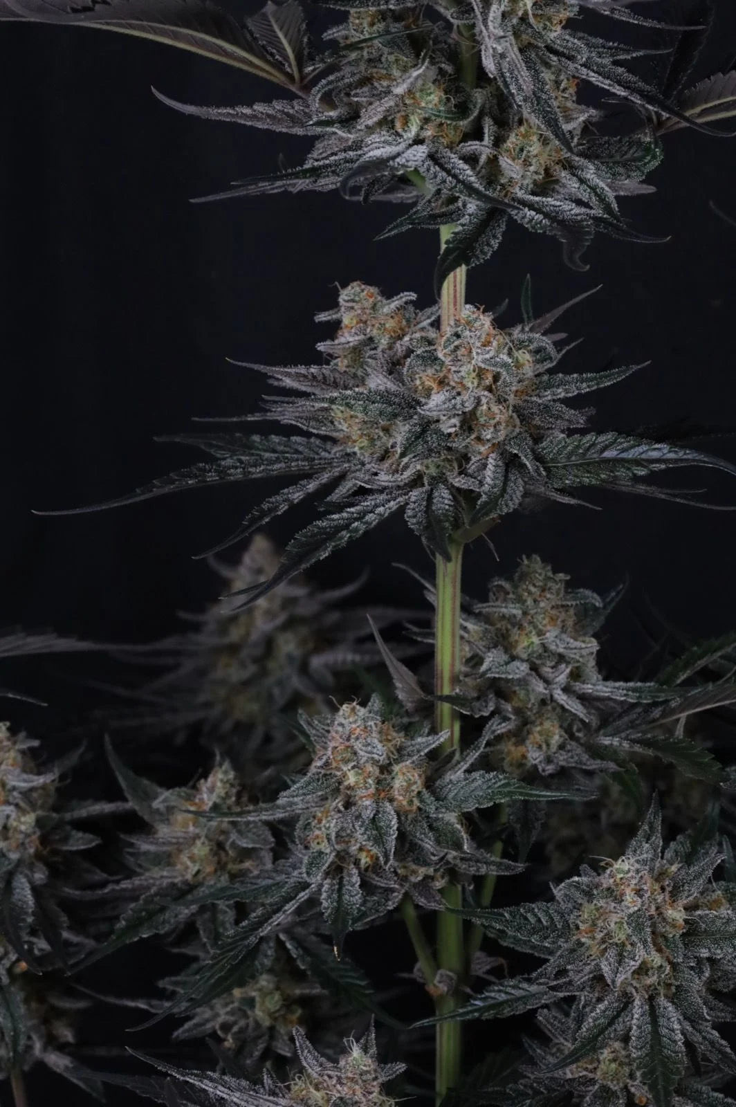 Mendo Guava Auto