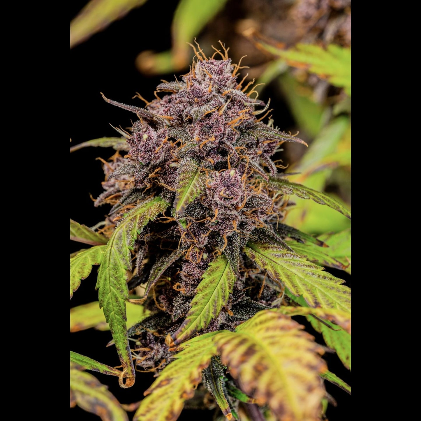 Lemon Cherry Cookies Auto