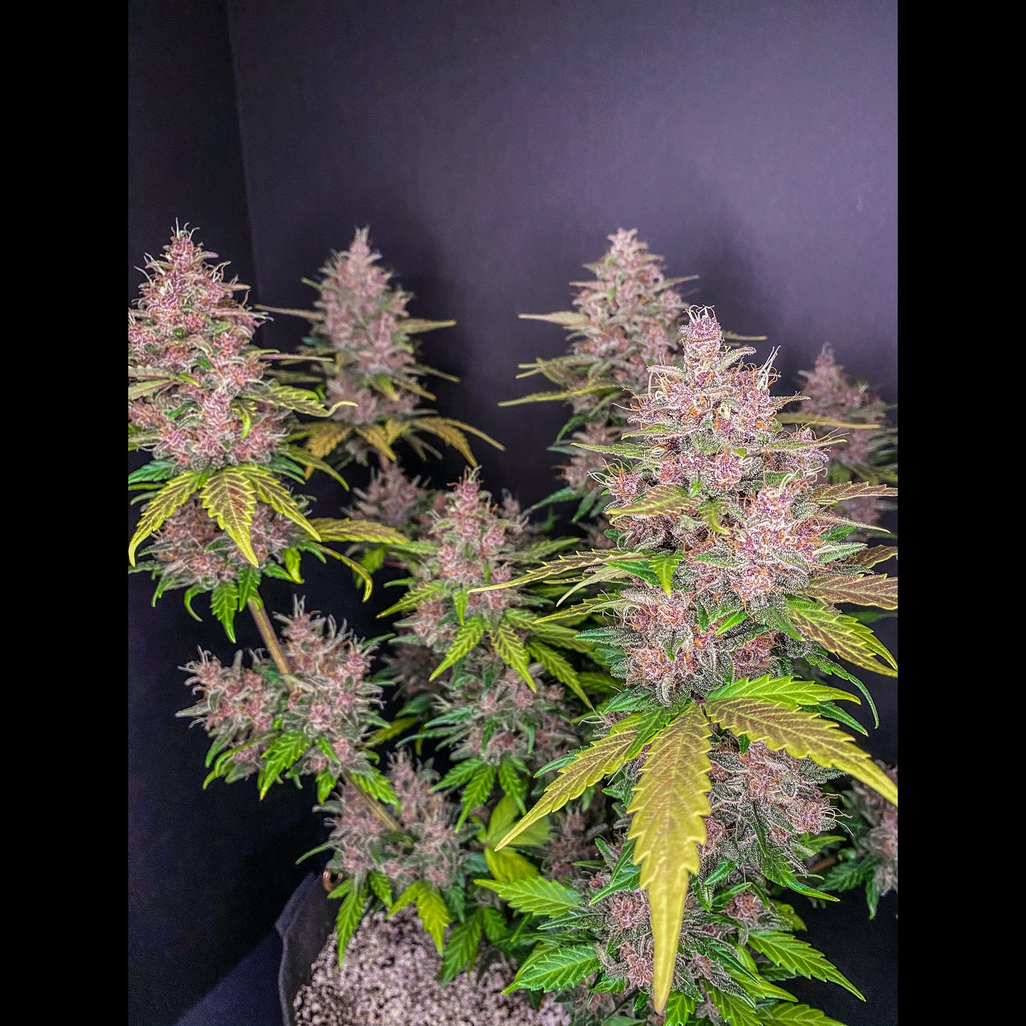 LSD-25 Auto