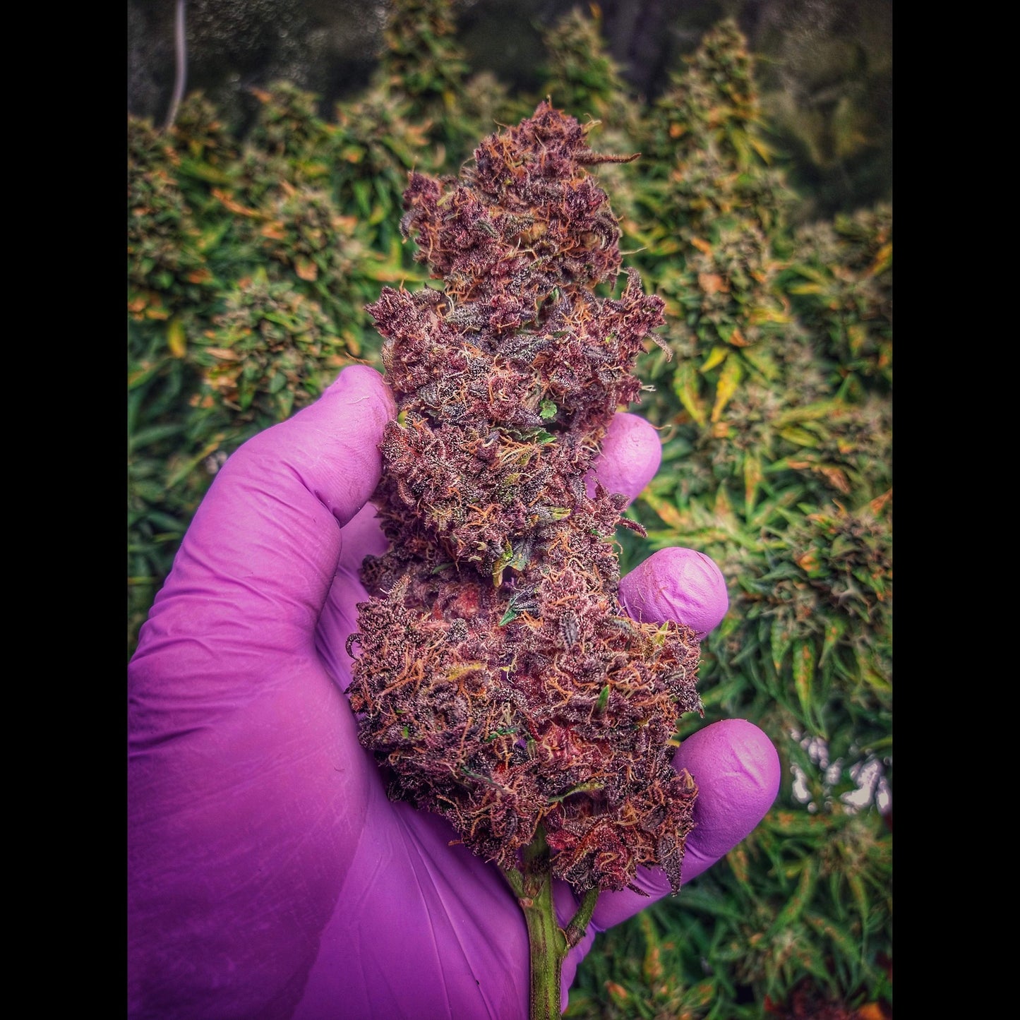 Purple Lemonade Auto