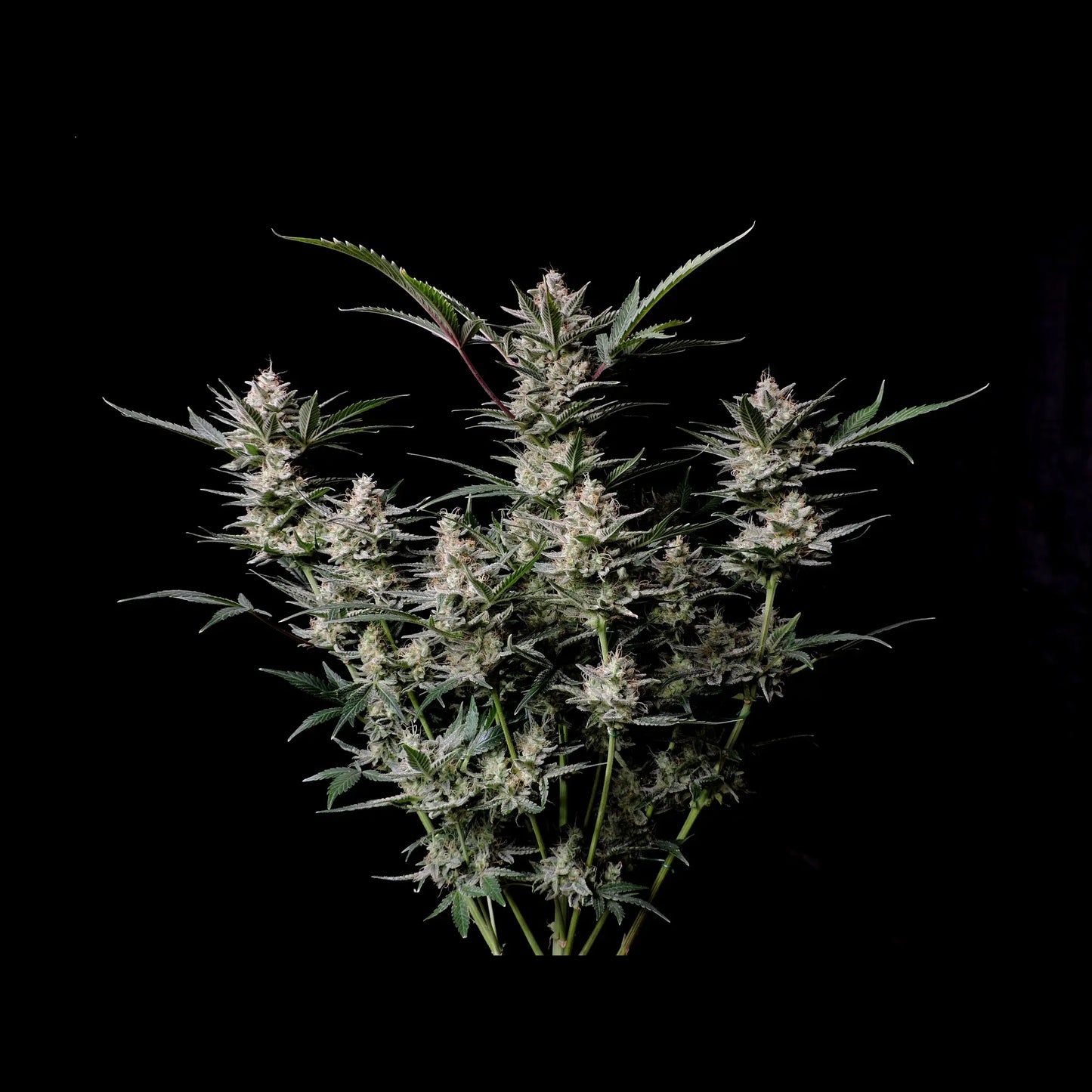 Strawberry Gorilla Auto