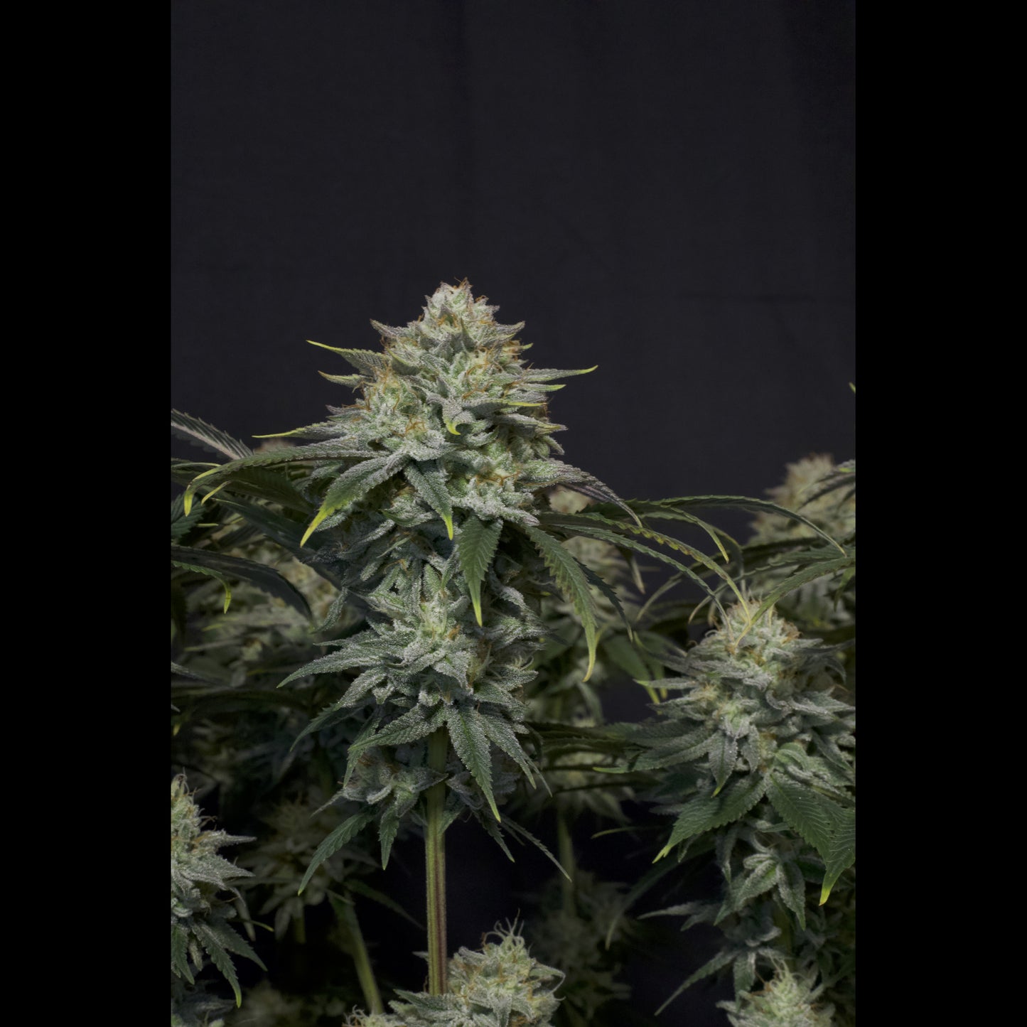 Gorilla Cookies Fast Flowering