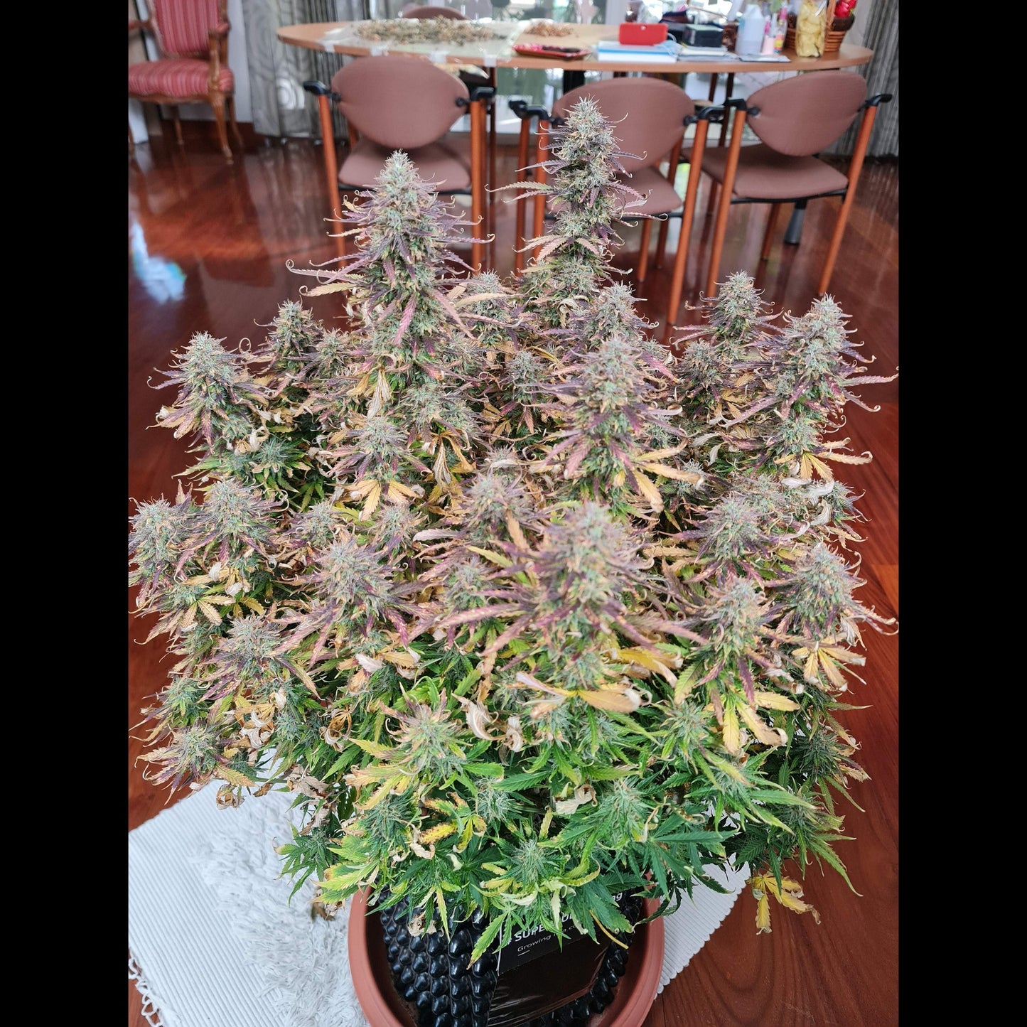 Sour Diesel Auto