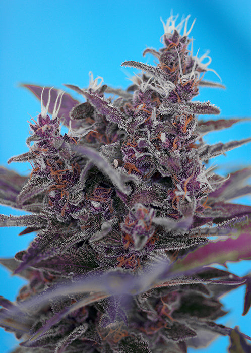 Black Cream Auto®
