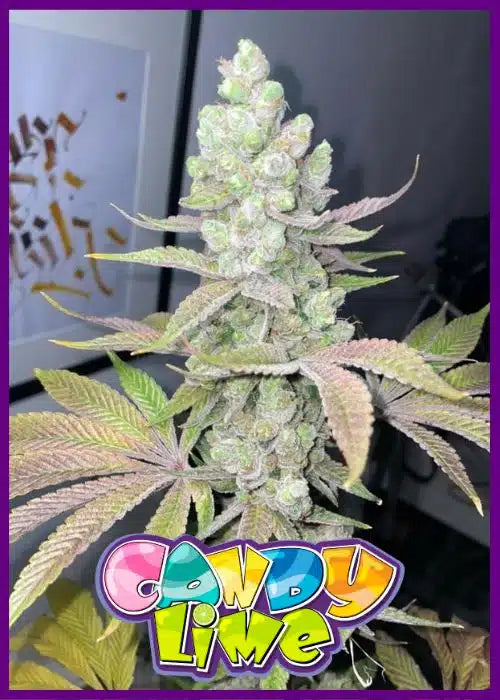 Candy lime
