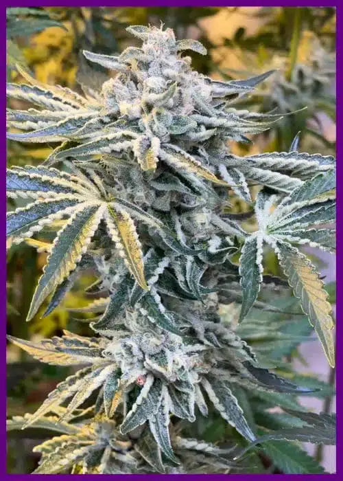 Candy’N Cream