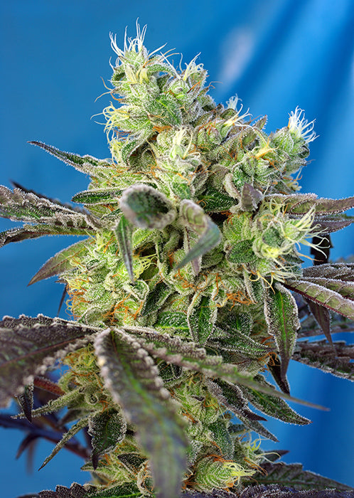Do-Sweet-Dos®