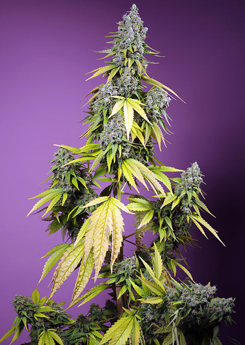 JET FUEL MANDARINE XL AUTO®