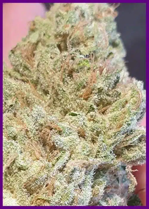 Juicy Drop’Z